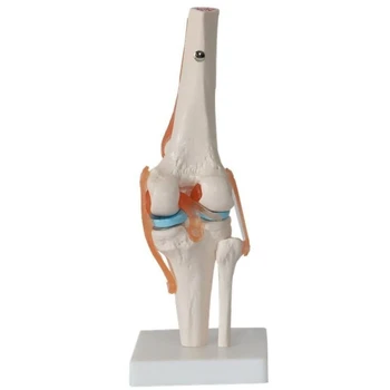 Модель тела, Анатомическая модель человеческого коленного сустава, Гибкая модель скелета С функциональными связками И базовыми обучающими моделями